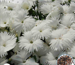 100 White Dianthus chinensis Seeds Perennial Butterfly Flowers Caryophyllaceae