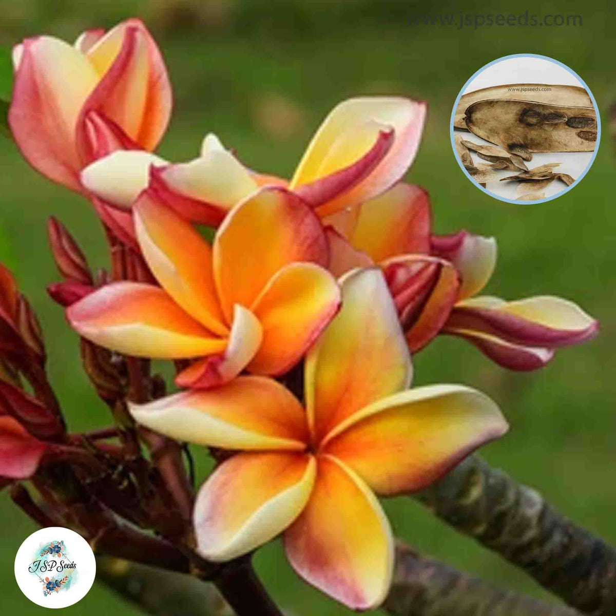 20 Thai Deng Som Plumeria Rubra (Frangipani) Seeds Fresh Flower New Seeds