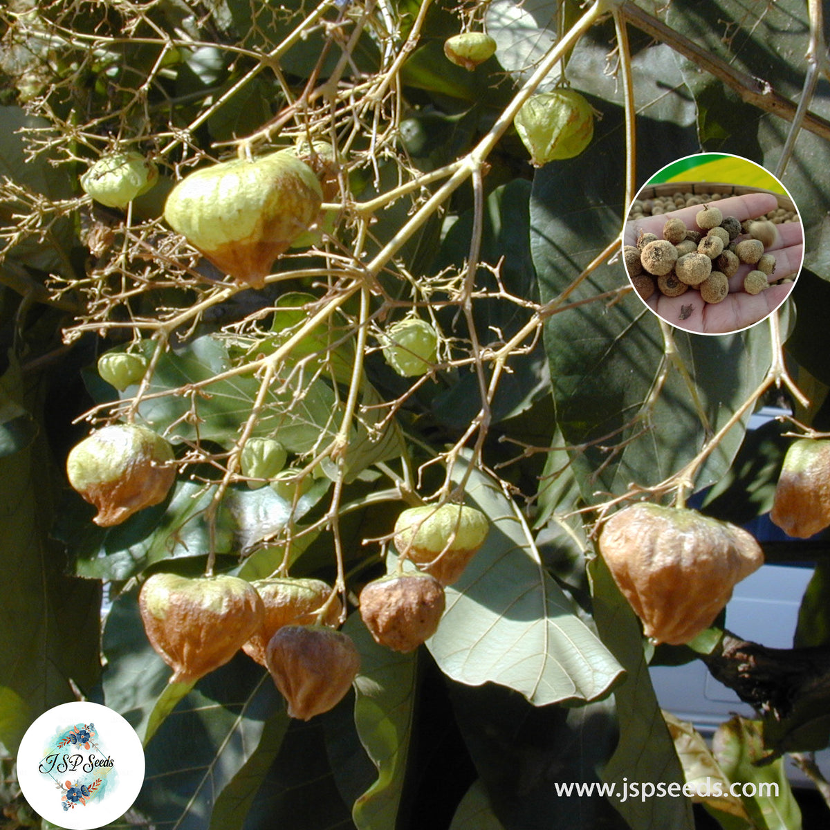 30 Tectona grandis Teak wood tree Seeds