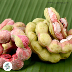 20 Manila Tamarind Fruit Seeds, Pithecellobium dulce (Roxb.) Benth (Asia Fruit)