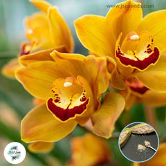 50 Yellow Cymbidium Orchid flower Seeds (Flower Garden Potted Plants)Thailand Orchids