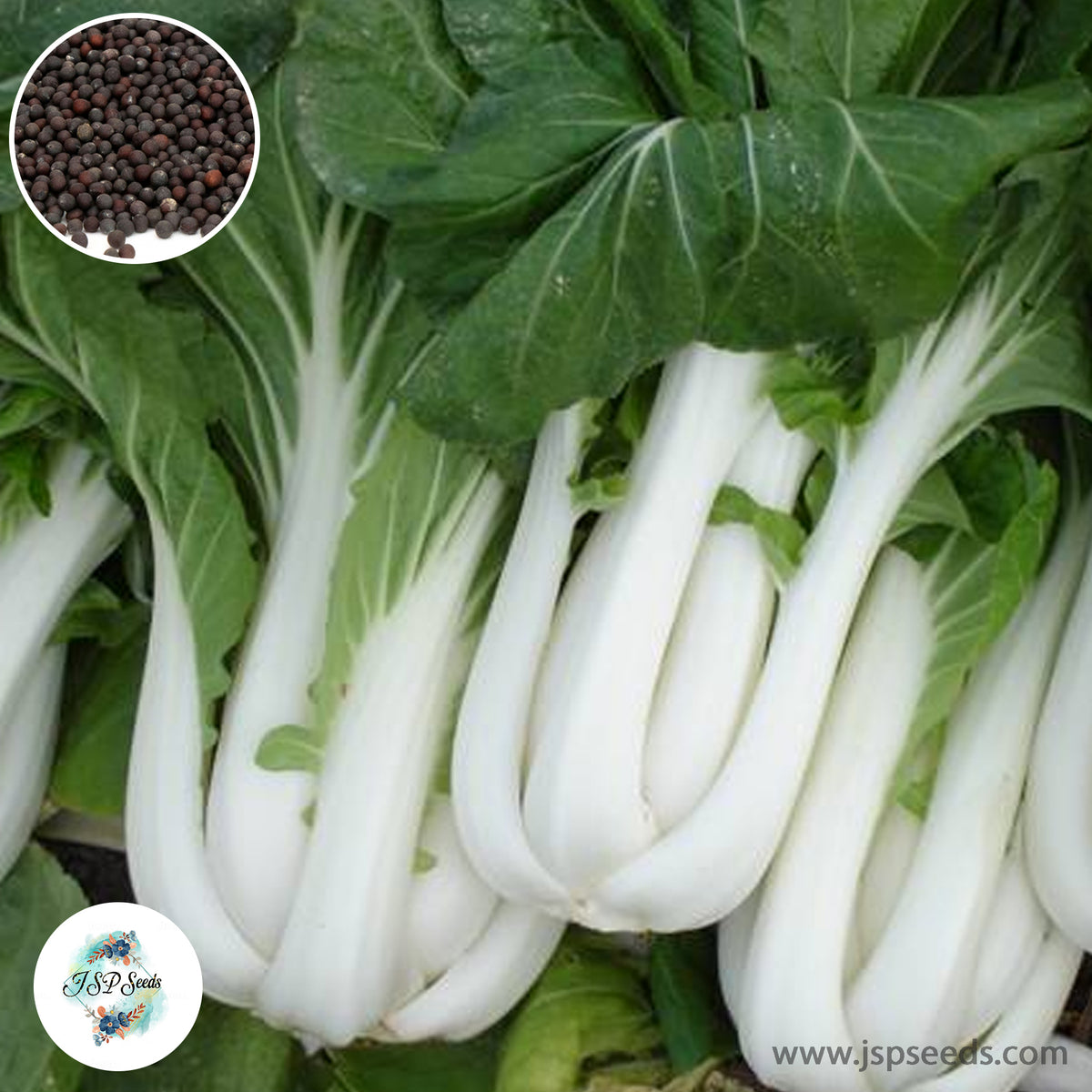 300 Cantonese emperor white stalk Canton Pak Choi Heirloom Seeds (Vegetable) Non Gmo