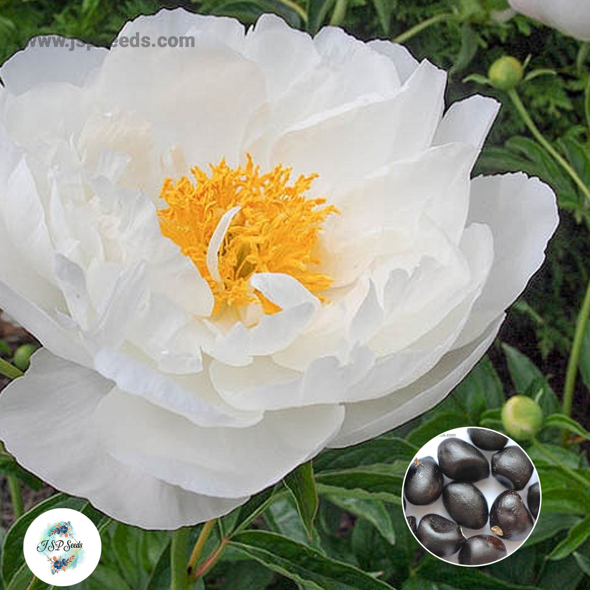 20 Miss America Peony Paeoniaceae Paeonia suffruticosa Tree Flower Plant Seeds (Lucky Flower) (Flower Garden Potted Plants)