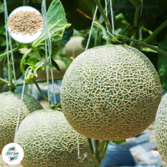 50 Melon Seeds (Asia Fruit)