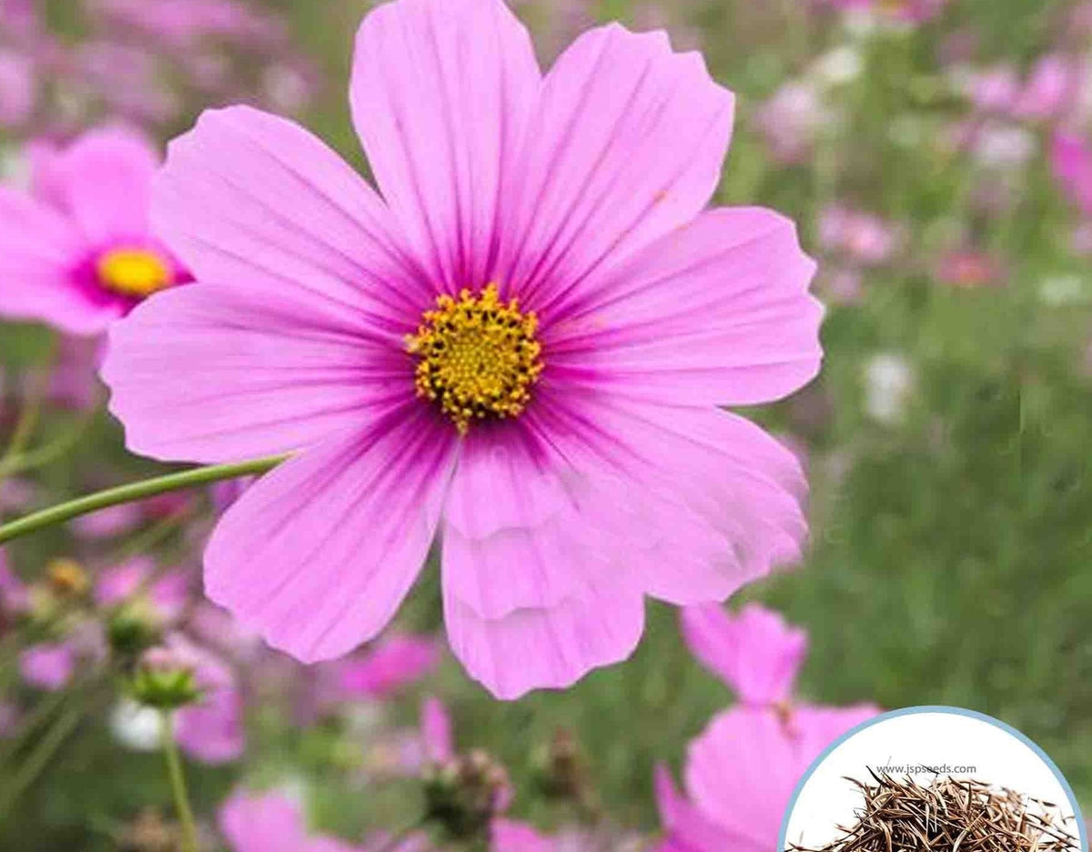 100 Pink Starburst - Pink Cosmos Flower Seeds (Flower Plants)