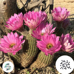 40 Seeds Echinocereus sciurus Cactus Succulent seeds