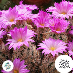 40 Seeds Escobaria nellieae-minima Cactus Succulent seeds