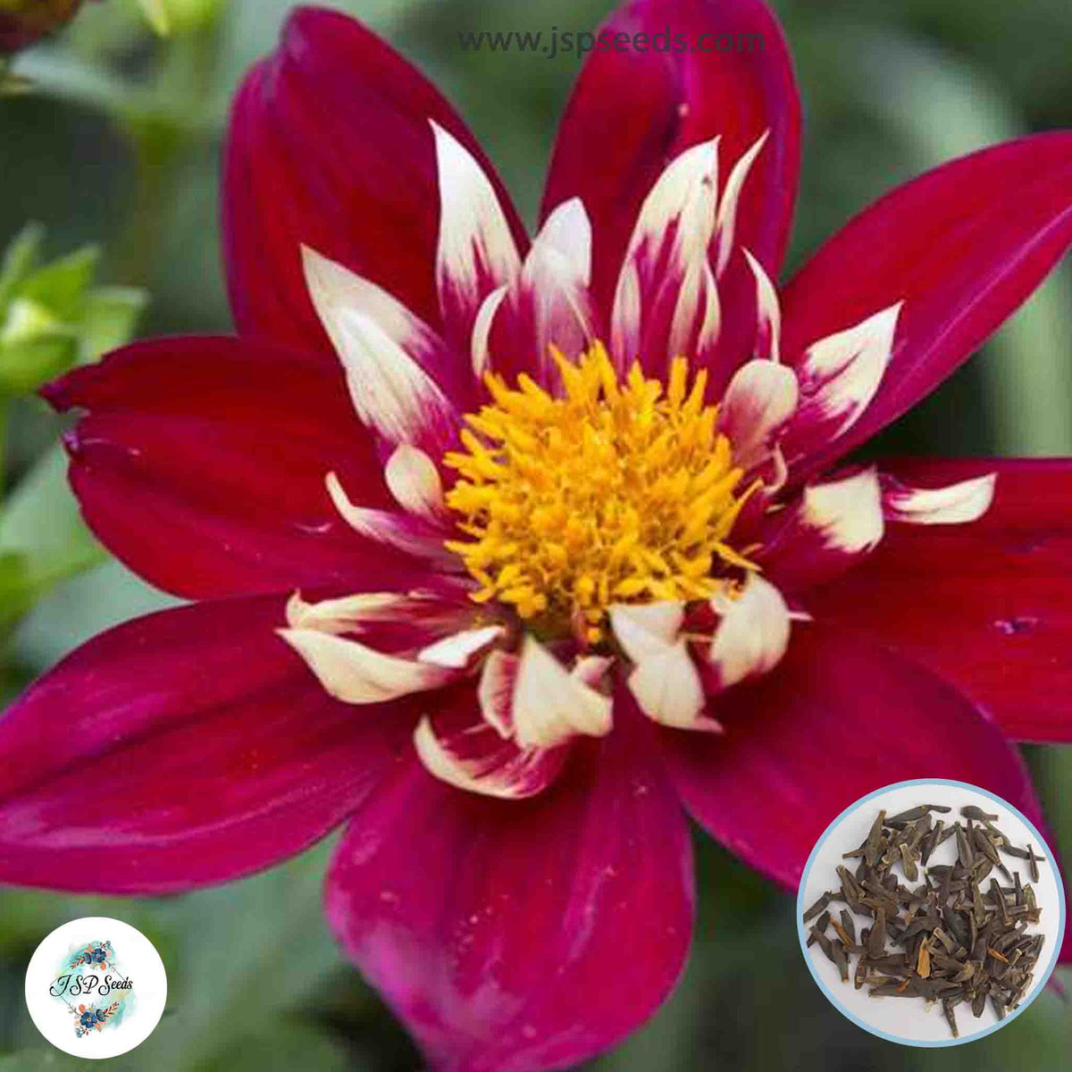 50 Chimborazo Dahlia Seeds (Flower Garden Plants)