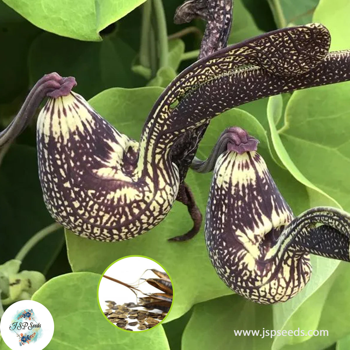 30 Aristolochia ringens Gaping Pipevine Seeds