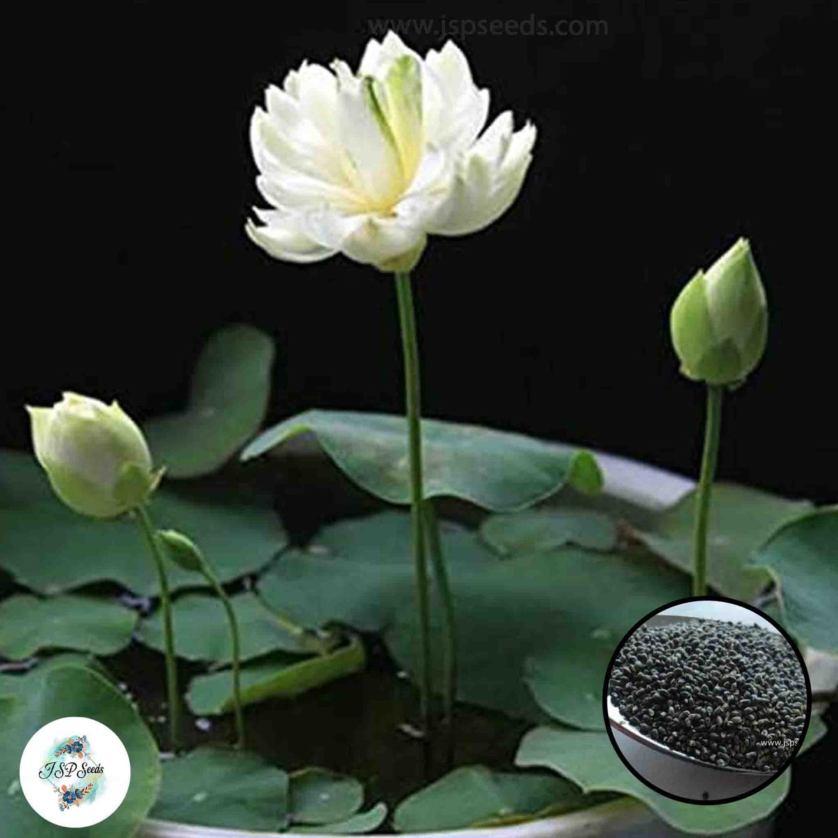 50 Thai Heirloom Mini Lotus Water lily flower Bonsai Seeds Water Plants (Original Thai Seeds) 003