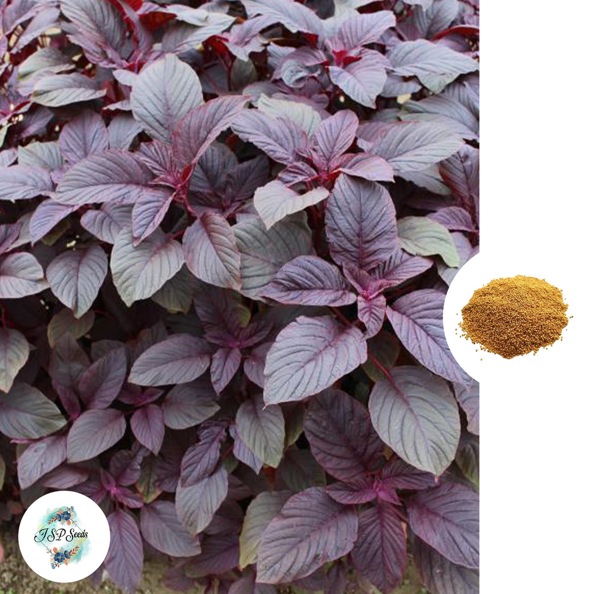 3000 American Red Garnet Amaranth Heirloom Seeds (Vegetable) Non Gmo