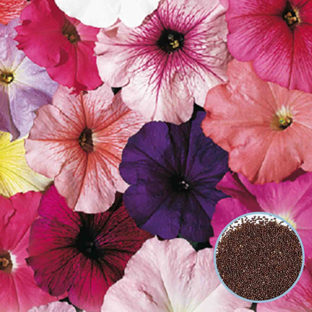 1000 Mix Celebrity Petunia Seeds Grandiflora, Multiflora, Milliflora Perennial Flowers Annual Seeds (Flower)