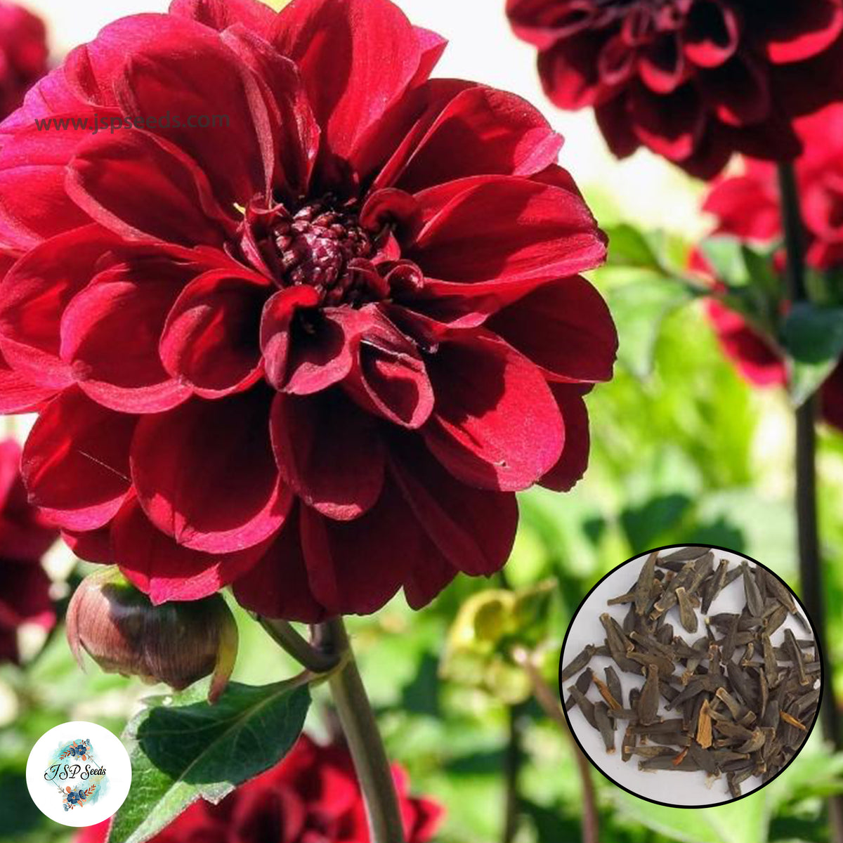 50 Arabian Night Dahlia Seeds (Flower Garden  Plants)