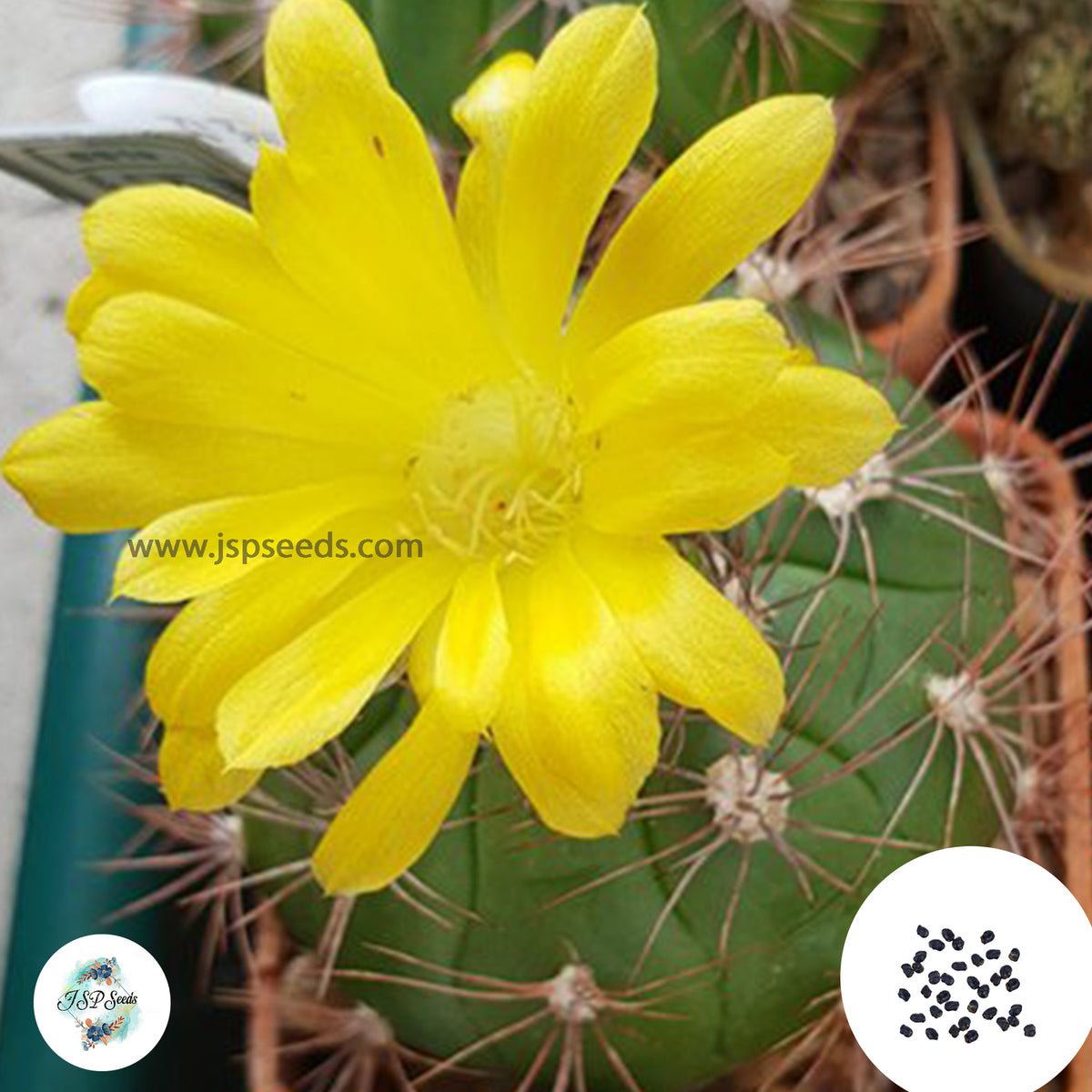 40 Seeds Weingartia Freijuckeri Cactus Succulent seeds HJ 441