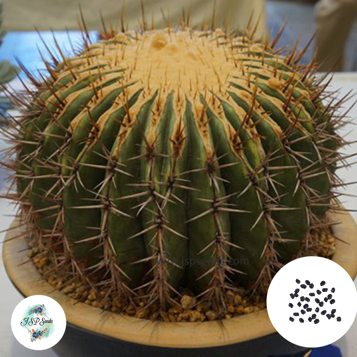 40 Seeds Echinocactus ingens Cactus Succulent seeds