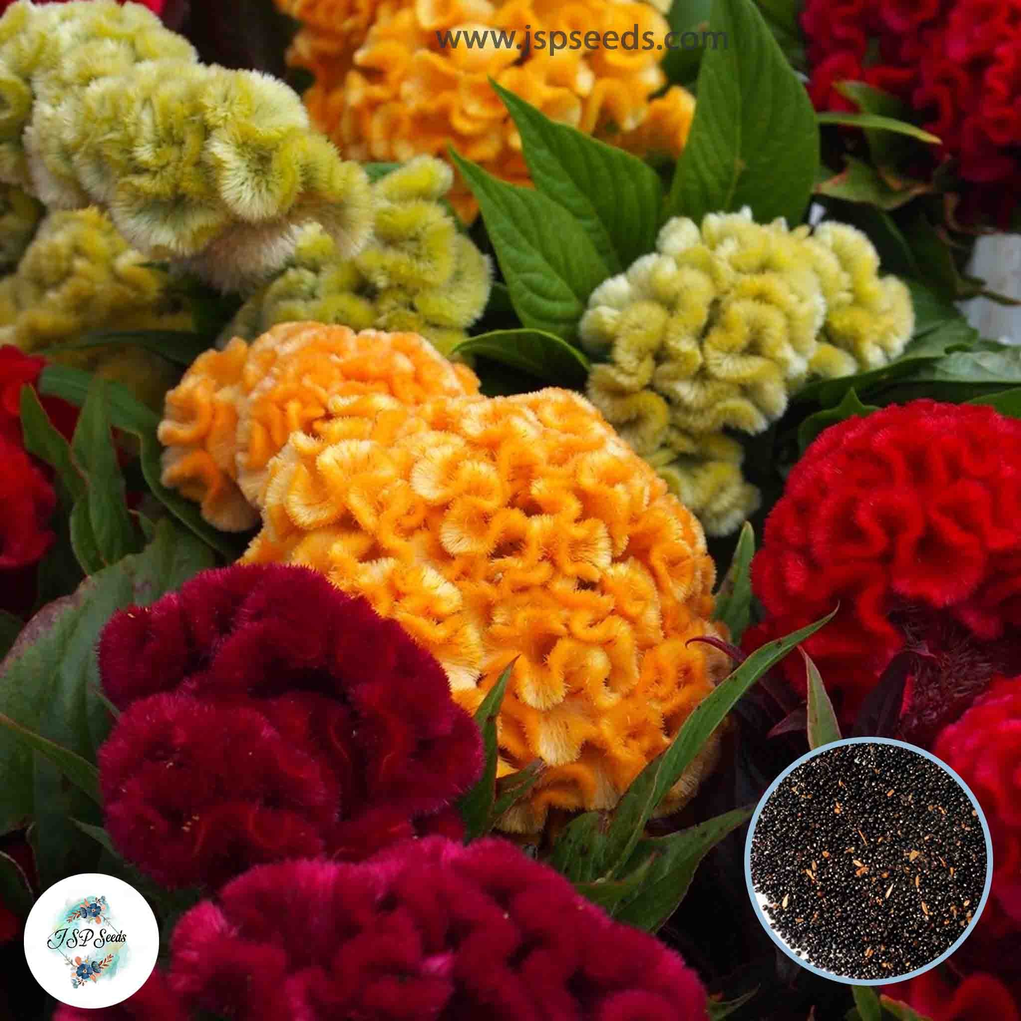 200 Orange Celosia Cristata Mixed Cockscomb Dried Flowers Cutflowers S ...