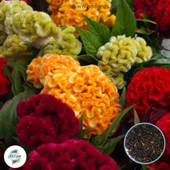 200 Orange Celosia Cristata Mixed Cockscomb Dried Flowers Cutflowers Seeds