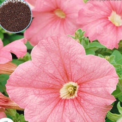 1000 Success Salmon Petunia Seeds Grandiflora, Multiflora, Milliflora Perennial Flowers Annual Seeds (Flower)