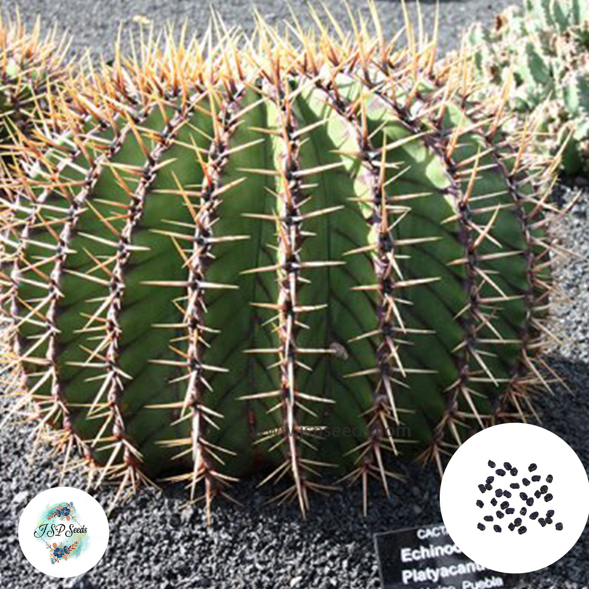 40 Seeds Echinocactus platyacanthus Cactus Succulent seeds