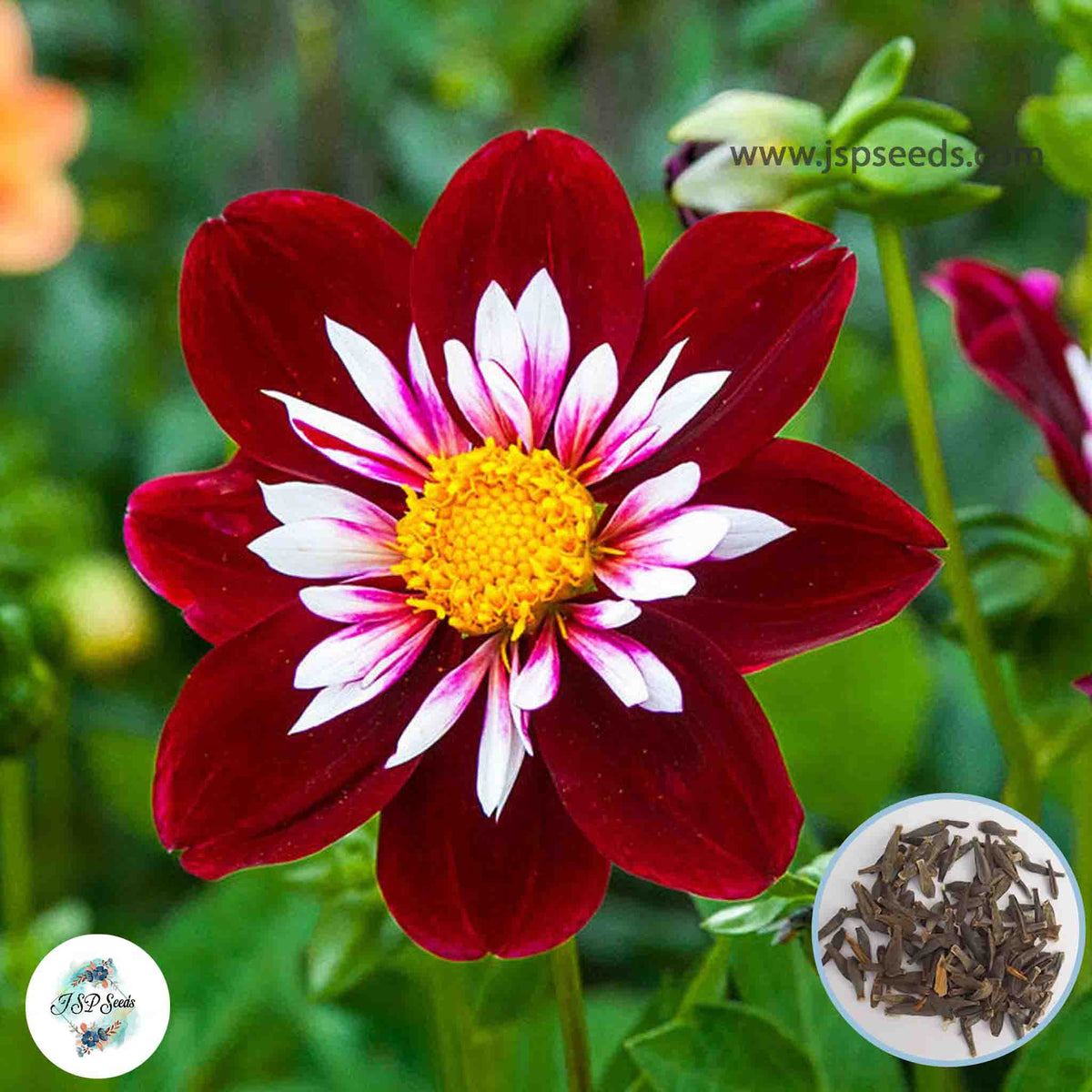 50 Night Butterfly Dahlia Seeds (Flower Garden Potted Plants)