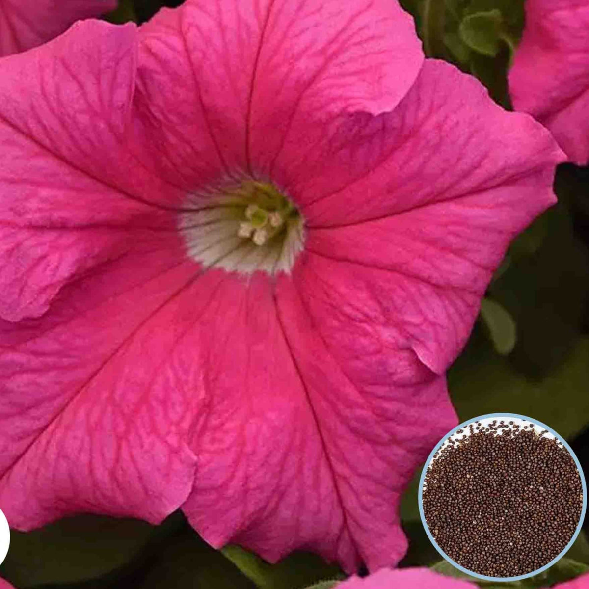 1000 Pink Supercascade Petunia Seeds Grandiflora, Multiflora, Milliflora Perennial Flowers Annual Seeds (Flower)