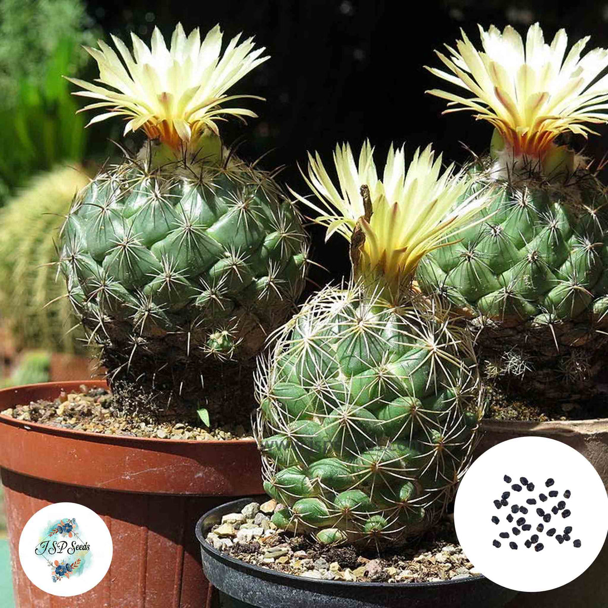 40 Seeds Coryphantha  mix Cactus Succulent seeds