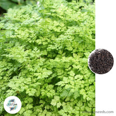 300 Chervil Seeds Anthriscus Cerefolium