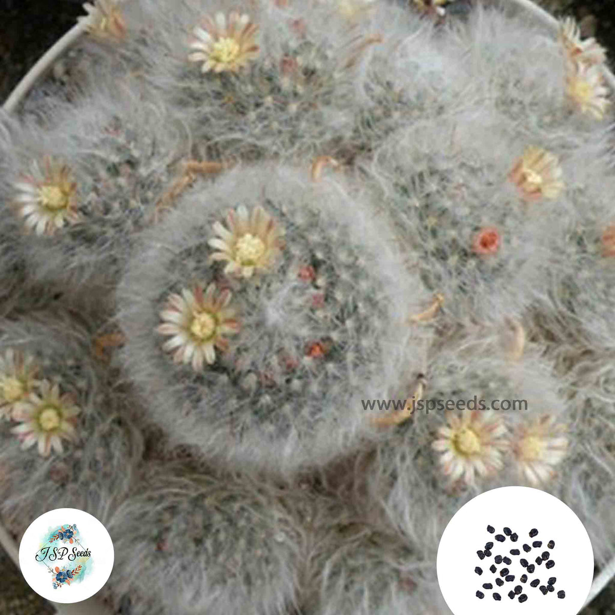 40 seeds Mammillaria bocasana v. multilanata  Cactus Succulent seeds