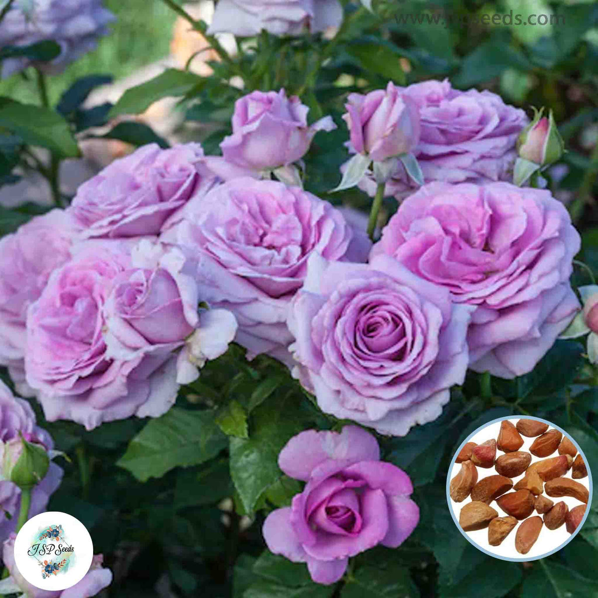 50 Heirloom Thai Purple Mini Miniature Rose Rosa bush Fragrant flower Bonsai Garden Seeds