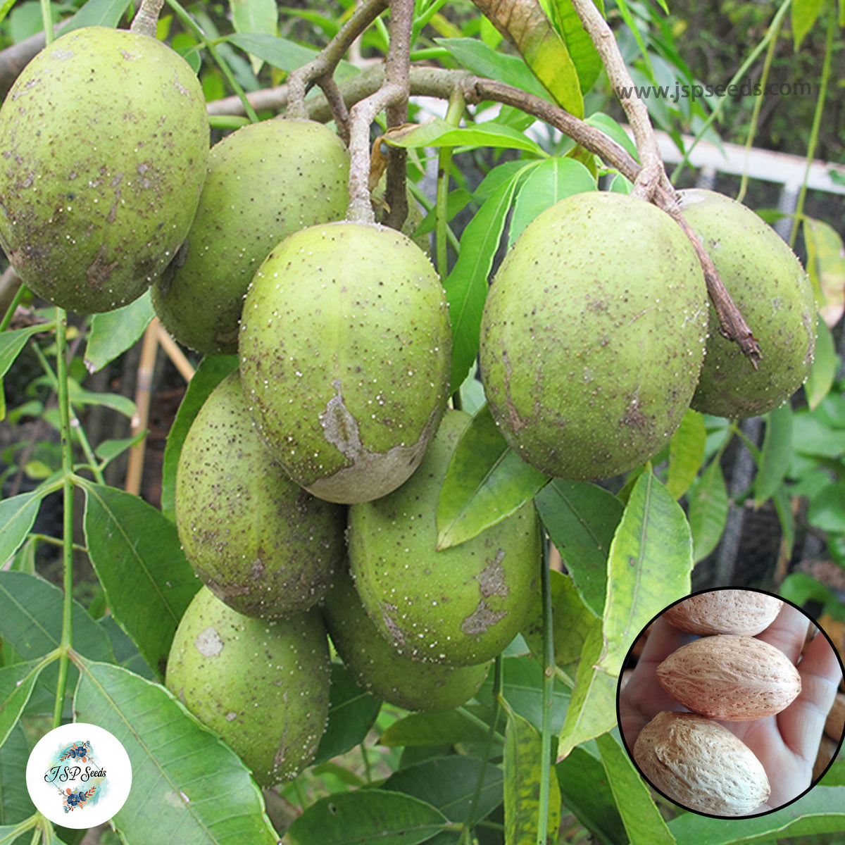 5 Spondias pinnata Kurz Hog plum, Wild Mango Choerospondias axillaris | Nepali Seeds