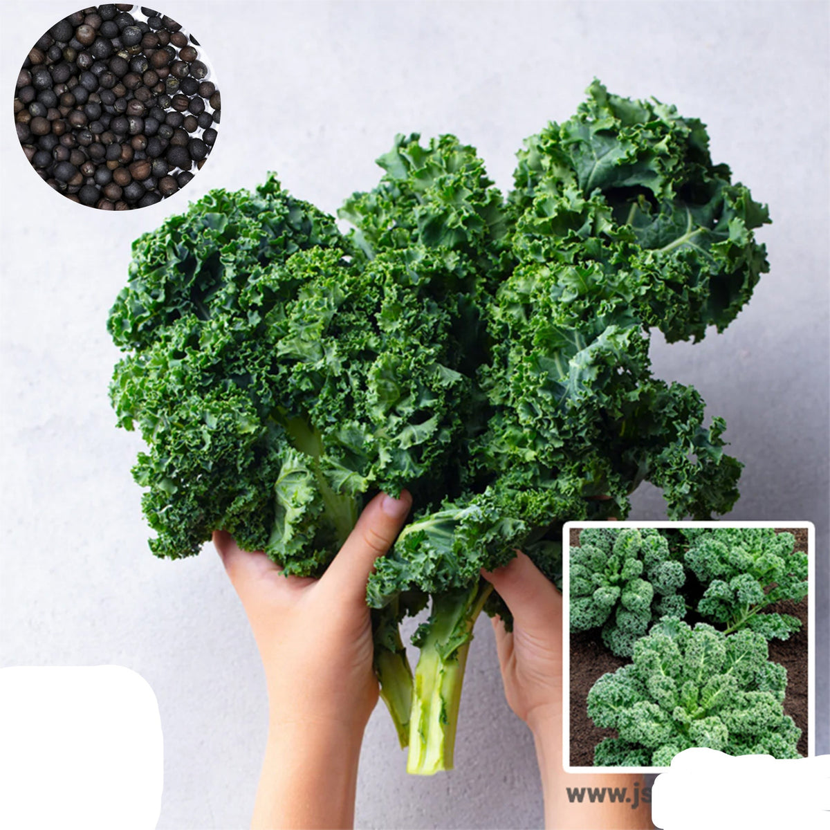 100 Vate Blue Curled Kale Heirloom Seeds (Vegetable) Non Gmo