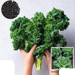 100 Vate Blue Curled Kale Heirloom Seeds (Vegetable) Non Gmo