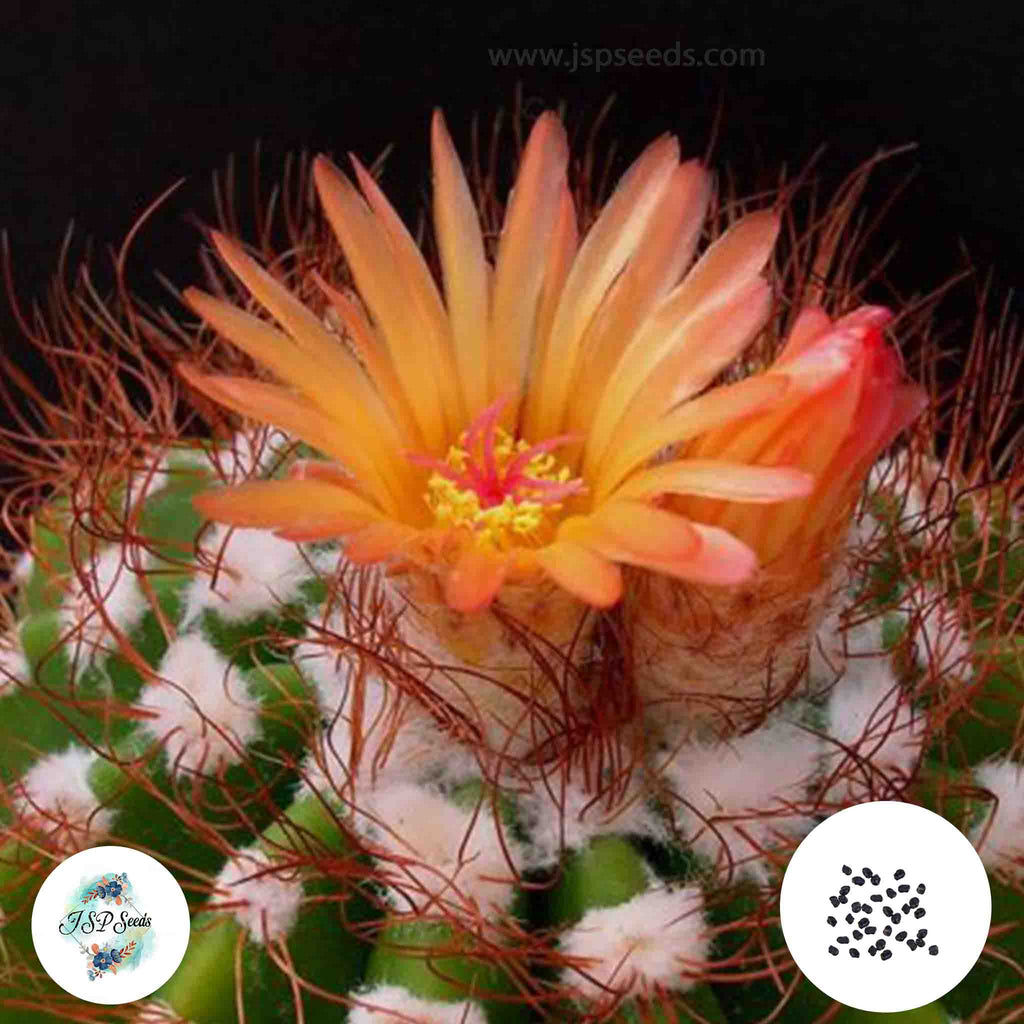 40 Seeds Notocactus horstii Cactus Succulent seeds HU17 – JSPSeeds