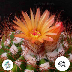 40 Seeds Notocactus horstii  Cactus Succulent seeds HU17