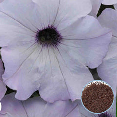 1000 Sliver Blanket Petunia Seeds Grandiflora, Multiflora, Milliflora Perennial Flowers Annual Seeds (Flower)