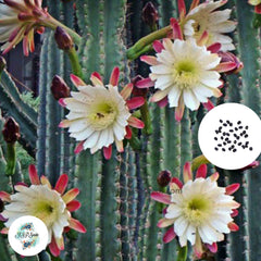 40 Seeds Cereus peruvianus Cactus Succulent seeds