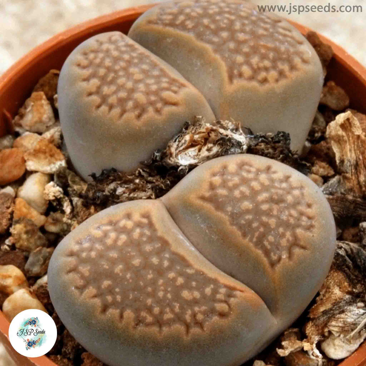 Lithops hallii (brown form) C135 / 40 seeds