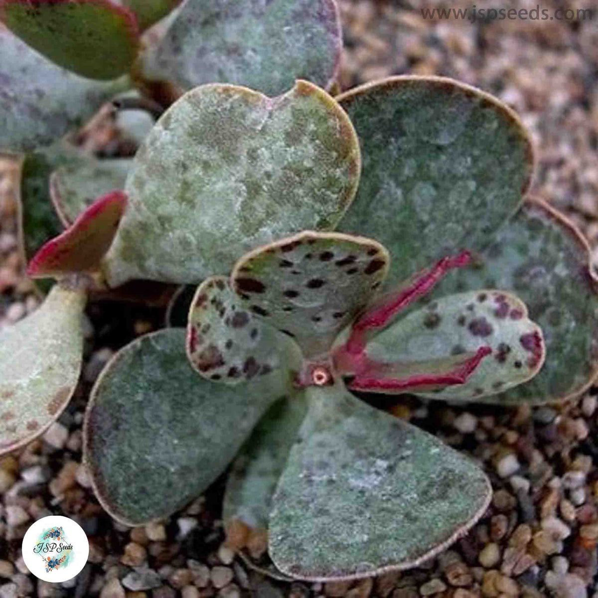 Adromischus inamoenus / 40 seeds