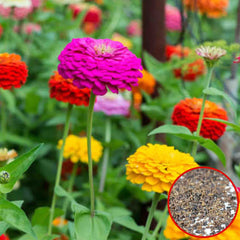 100 Zinnia Multicolor Chrysanthemum True Beautiful Flower Potted Plants Home Garden Seeds