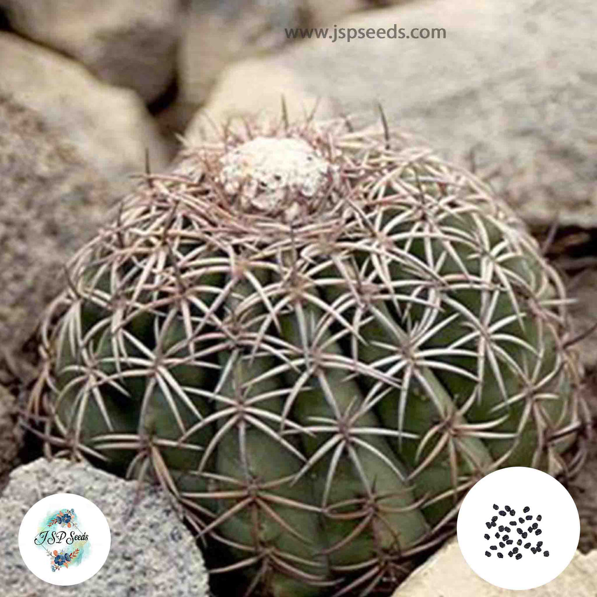 40 Seeds Melocactus peruvianus v. albispinus Cactus Succulent seeds