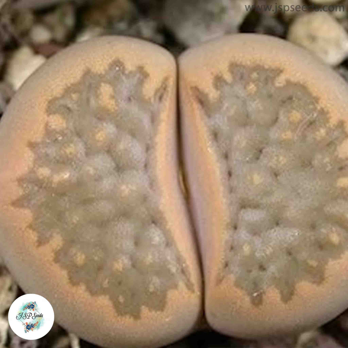 Lithops hallii C094 / 40 seeds