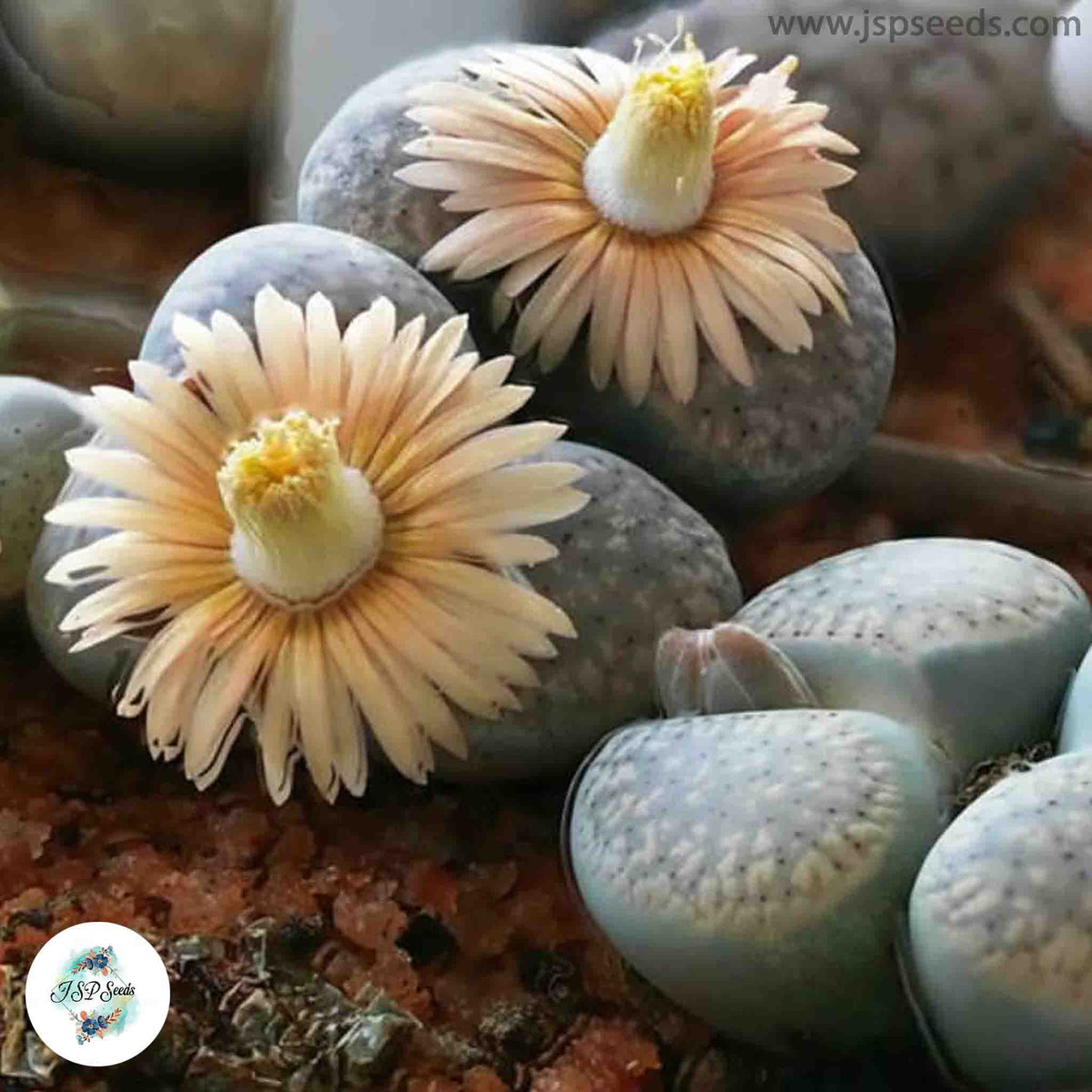 Lithops verruculosa / Living stones / 40 seeds