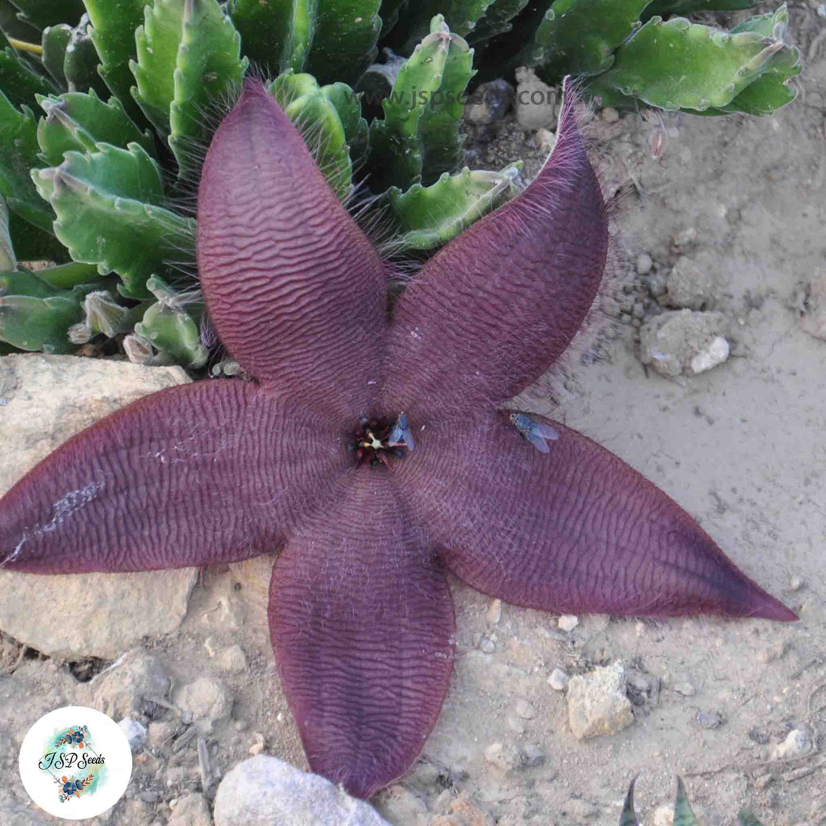 Stapelia grandiflora / 40 seeds