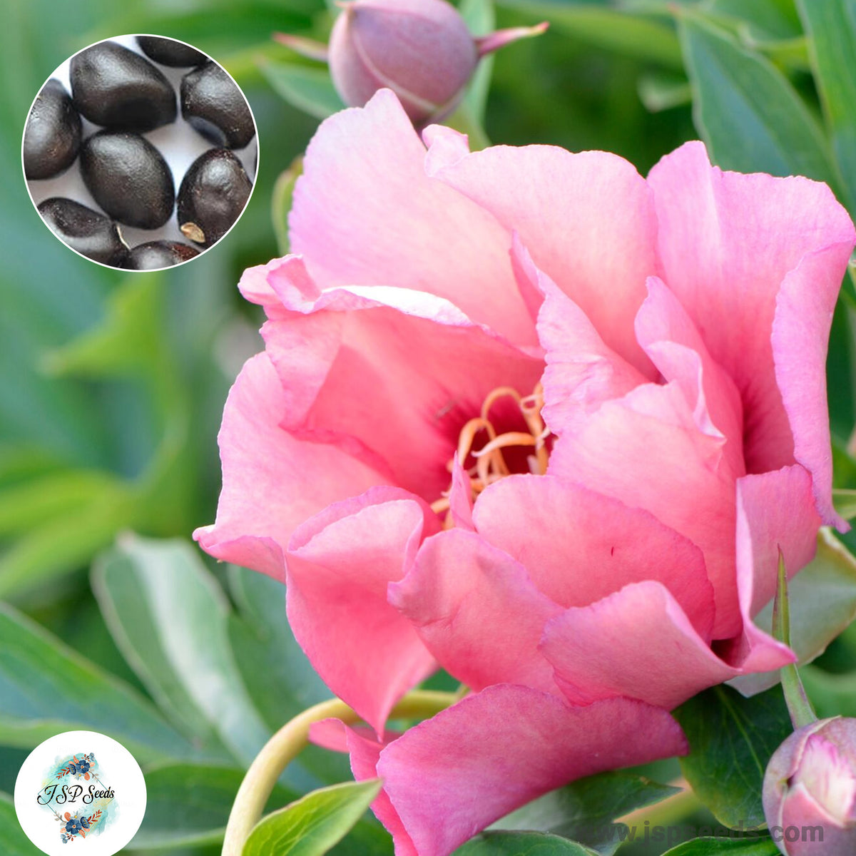 20 Old Rose Dandy Peony Paeoniaceae Paeonia suffruticosa Tree Flower Plant Seeds (Lucky Flower) (Flower Garden Potted Plants)