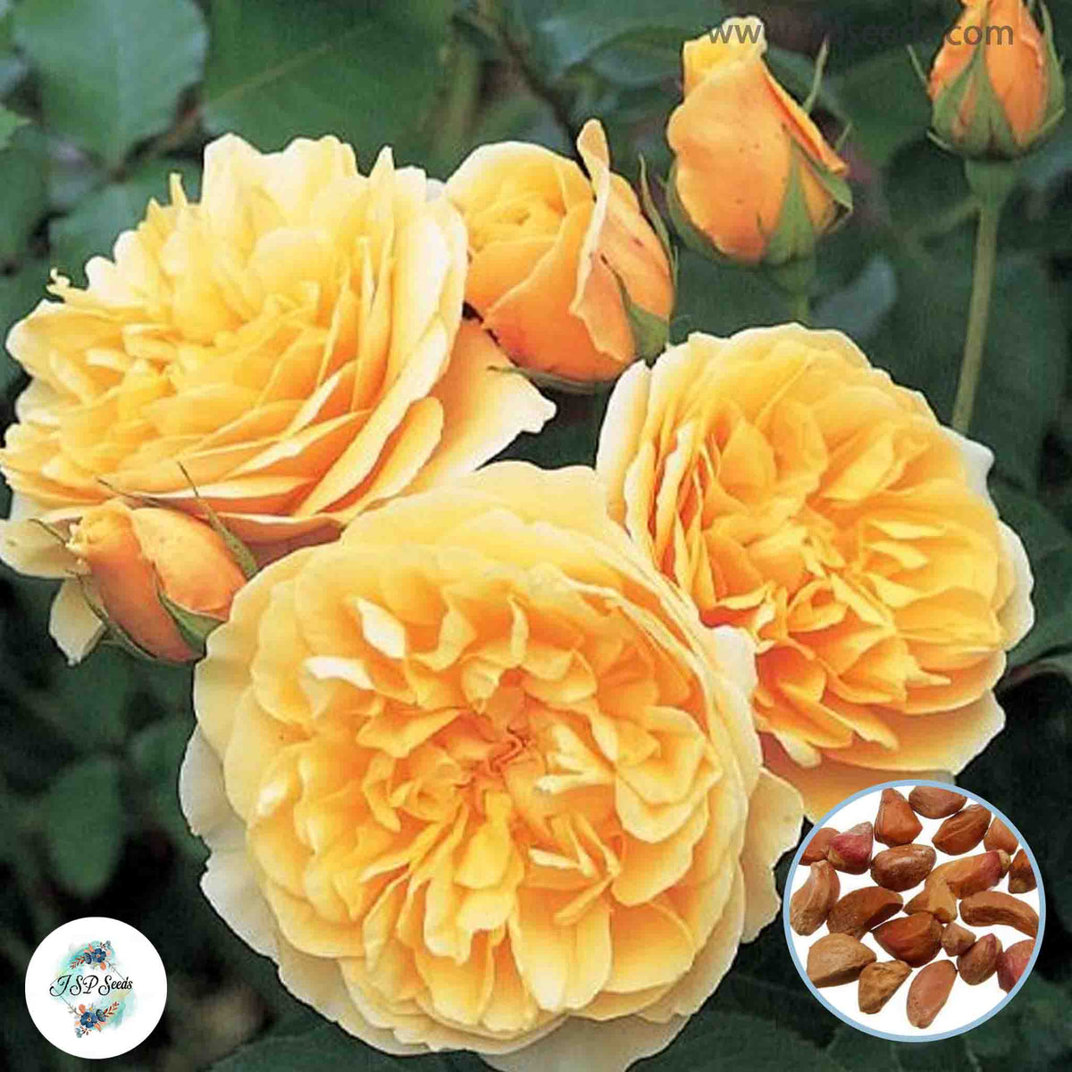 50 Heirloom Graham Thomas English Rose flower Bonsai Garden Seeds