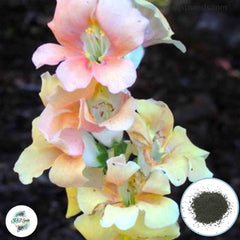 300 Bright Butterflies Snapdragons (Antirrhinum majus) Seeds (Flower Garden Plants)