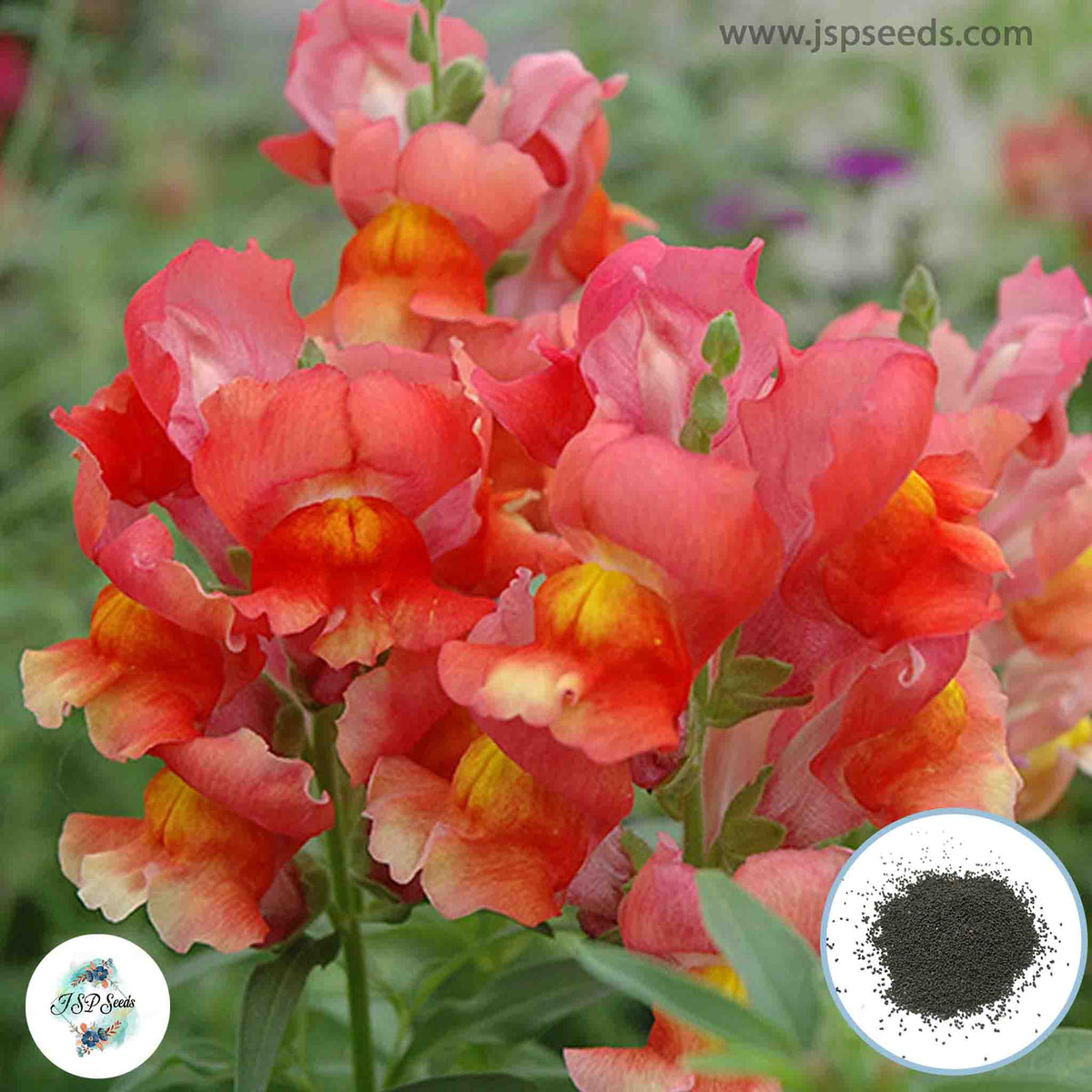 300 Liberty Snapdragons (Antirrhinum majus) Seeds (Flower Garden Plants)