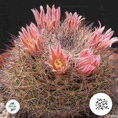 40 Seeds Mammillaria zeyeriana Cactus Succulent seeds