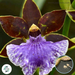 50 Purple Cambria Orchid flower Seeds (Flower Garden Potted Plants)Thailand Orchids