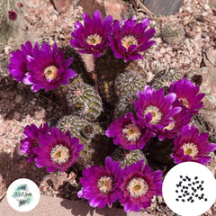 40 Seeds Echinocereus bonkerae Cactus Succulent seeds